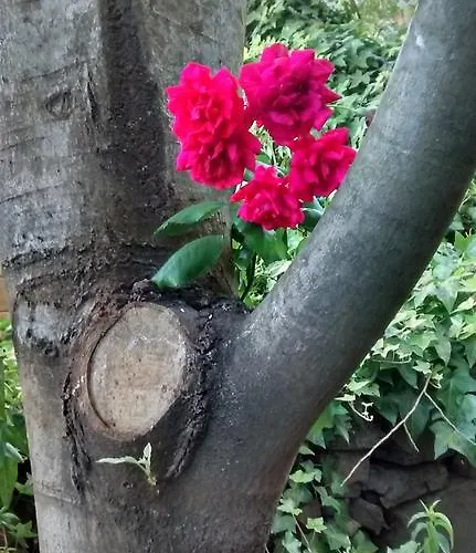 مزرعة للإقامة Casa Do Conselheiro *